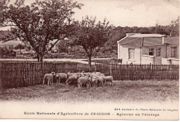 78. GRIGNON .Ecole Nationale D'Agriculture  . Agneaux Au Pâturage  .Carte  Vierge. - Grignon