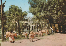 CARTOLINA VIAGGIATA 1964 LIBIA TRIPOLI (CT557 - Libia