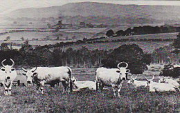 AK 186904 BULL / STIER - The Chillingham Wild Cattle - Taureaux