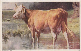 AK 186906 BULL / STIER  ... - Taureaux