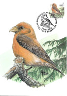 Belgium  - Buzin - Maximum Card 2000 Bruxelles : Red Crossbill  -  Loxia Curvirostra - 1991-2000