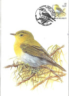 Belgium  - Buzin - Maximum Card 2000 Bruxelles : Wood Warbler  -  Phylloscopus Sibilatrix - 1991-2000