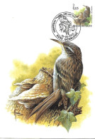 Belgium  - Buzin - Maximum Card 2000 Gembloux :   Short-toed Treecreeper  -  Certhia Brachydactyla - 1991-2000