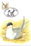 Belgium  - Buzin - Maximum Card 2001 Brussel :  Common Tern  -  Sterna Hirundo - 1991-2000