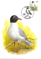 Belgium  - Buzin - Maximum Card 2005 Wetteren : Mediterranean Gull  -  Ichthyaetus Melanocephalus - 2001-2010