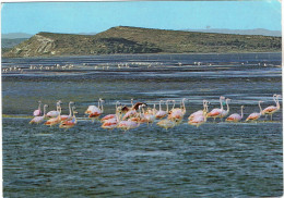 CPM FRANCE 11 AUDE SIGEAN - Etang De Sigean - Une Colonie De Flamants - Sigean