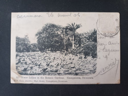 Guyana - Water Lillies In The Botanic Gardens - Georgetown, Demerara - Guyana (ehemals Britisch-Guayana)