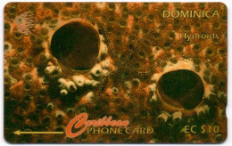 Dominica - Hydroids: 7CDMB (with Regular O) - Dominique