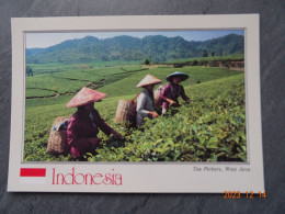 TEA PICKERS  WEST JAVA - Indonésie