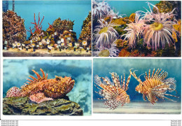LOT De 12 Cartes De MONACO L' Aquarium ( Propriété Du Musée Océanographique ) Poisson Exotique - Museo Oceanográfico