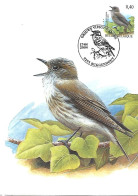 Belgium  - Buzin - Maximum Card 2004 Buggenhout : Spotted Flycatcher  -  Muscicapa Striata - 2001-2010