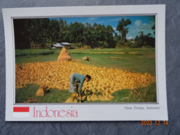 TANA TORAJA SULAWESI - Indonésie