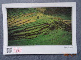 BALI  RICE TERRACES - Indonésie