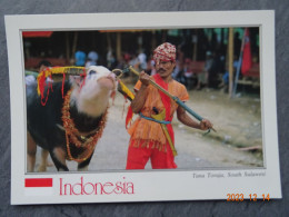 INDONESIA  TANA TORAJA  SOUTH SULAWESI - Indonésie