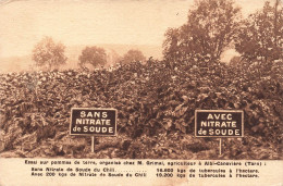 FRANCE - Albi - Canavière -Essai Sur Pommes De Terre - Organisé Chez Grimal - Agriculteur - Carte Postale Ancienne - Albi