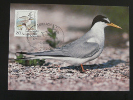 Carte Maximum Card Mouette Gull Allemagne Germany 1991 (Lorrach) - Mouettes