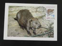 Carte Maximum Card Castor Beaver Stes Maries De La Mer 13 Bouches Du Rhone 1991 - Rodents