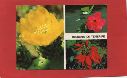 ESPAGNE---ISLAS CANARIAS--RECUERDO DE TENERIFE---Multi-vues--voir 2 Scans - Tenerife