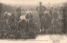 FRANCE - Plougastel Daoulas - Cueillette Des Fraises à L'aube - Carte Postale Ancienne - Plougastel-Daoulas