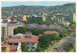 1 AK Südafrika - South Africa * Blick Auf Pretoria Die Hauptstadt Von Südafrika - Im Vordergrund Jacaranda Bäume * - Afrique Du Sud