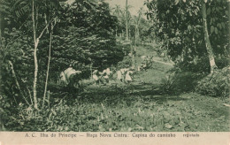 SÃO TOME E PRINCIPE - ILHA DO PRINCIPE - Roça Nova Cintra - Capina Do Caminho - Santo Tomé Y Príncipe