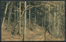 Nature 1929 Carte Postale 100% Utilisé Avec Cachet, Arbres - Arbres