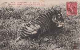 COCHINCHINE      Cap Saint-Jacques   Tigre Surpris à L'affût Aux Environs Du Cap St Jacques  TB PLAN 1908 RARE - Tigres