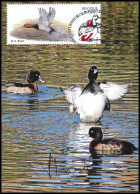 CS/HK° - Fuligules / Canards / Eenden / Enten / Ducks - BUZIN - SIGNÉ/GETEKEND - Covers & Documents