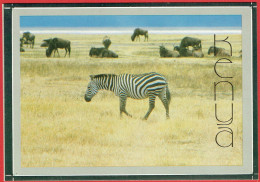 Kenya - Zebras Ar Social And Gregarious Animals, Associating With Wildebeest, Giraffes, Topi And Buffalo - Zèbre - Kenia