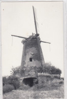 Delcampe - Ophoven. De Korenbloem. * - Kinrooi