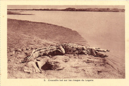 PC AFRICA CROCODILE TUÉ SUR RIVAGES DU LOGONE FRENCH EQUATORIAL AFRICA (a51561) - Central African Republic