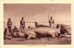 PC AFRICA HIPPOPOTAME TUÉ SUR LE CHARI CHAD (a51591) - Tchad