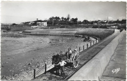 1C2 --- 17 ANGOULINS SUR MER Départ Pour La Pêche Aux Huîtres - Angoulins