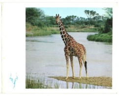 Giraffe. Used Two-side Card. Publisher East African Wild Life Society EAWLS, Nairobi Kenya - Giraffes