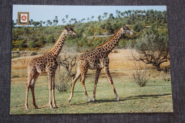 Tarragona, Rio Leon , Safari Zoo, Giraffe - Old Postcard - Giraffes