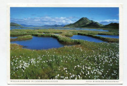 AK 187325 ICELAND - Wollgrasswiese In Landmannalaugur - Islande