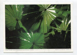 AK 187404 AUSTRALIA - Fan Palms Im Daintree National Park - Other & Unclassified