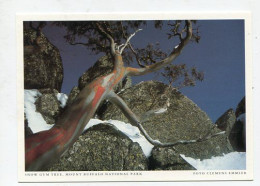 AK 187407 AUSTRALIA - Mount Buffalo National Park - Snow Gum Tree - Andere & Zonder Classificatie