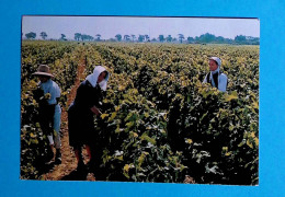 Cp, Agriculture, Vignes, Vin, 17, ILE DE RE, Femme En Quichenotte, Paysans En Costume De Travail Dans Les Vignes - Vignes