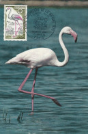 CPMAX FLAMANT ROSE - ANNÉE EUROPÉENNE DE LA NATURE - Fenicotteri