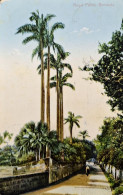 A.102 - Bermuda - Royal Palms - 1909 - Bermudes