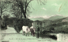 66  ATTELAGE SUR LES ROUTES D'AMELIE LES BAINS - Amélie-les-Bains-Palalda