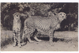 75 PARIS -N° 446 UN COUPLE DE GUEPARDS - PARC ZOOLOGIQUE DU BOIS DE VINCENNES, Oblitérée GARE ST LAZARE - Tigri