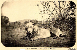 HARRAR ETHIOPIE - CPA TGP NV RR - Une Chasse Au Lion En Abyssinie - J. G. MODY Photographe N°36 - Ethiopie