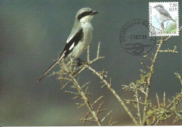 Carte Maximum - Oiseaux - Belgique - Picanço Grande - Pie-grièche Grise - Great Grey Shrike - Lanius Excubitor - 1991-2000