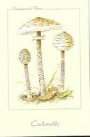 * Champignons De France - Coulemelle - Pilze