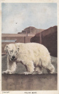 Polar Bear - Ours