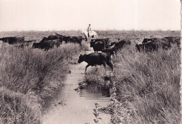 LA CAMARGUE - Une Manade - Taureaux