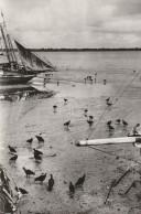 BELEM  Vautours Au Bord D'un Petit Bras De L'Amazone - Belém