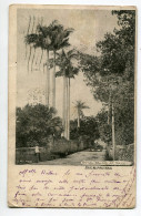 BERMUDES Bermuda Royal Palms At PAGET  écrite En 1905    D10 2021 - Bermudes